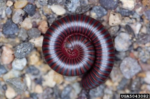 millipede