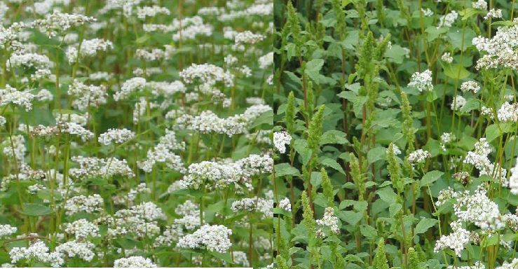 Dense and Light Plantings of Buckwheat and Weed Pressure