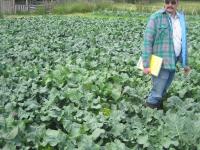Dr. Jim Myers in farmer Julie Puhich's broccoli crop at Common Ground Farm