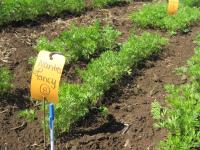 NOVIC carrot variety trial at Oakhill Organics