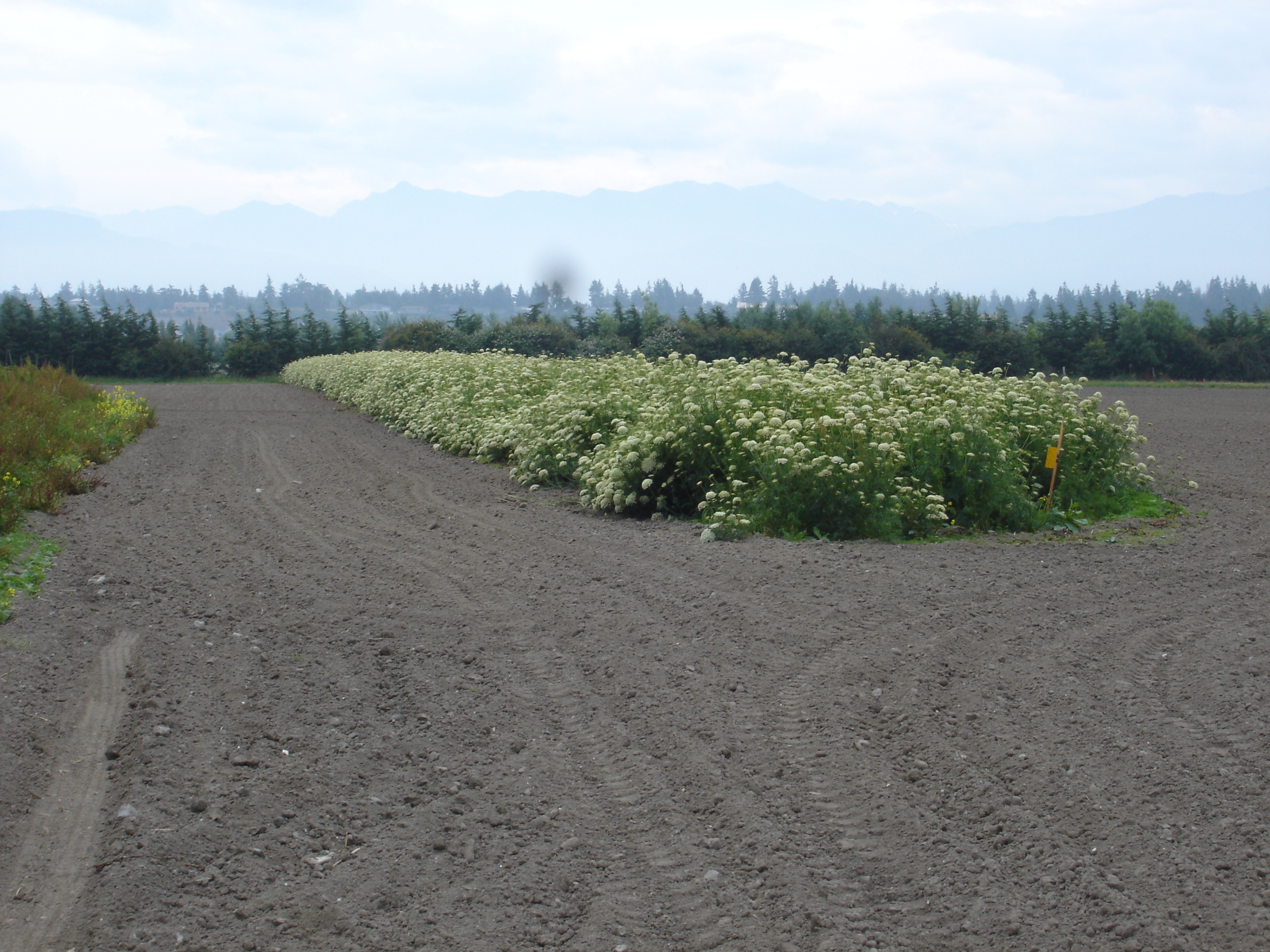 Cultivated carrot seed field Cultivated carrot seed field