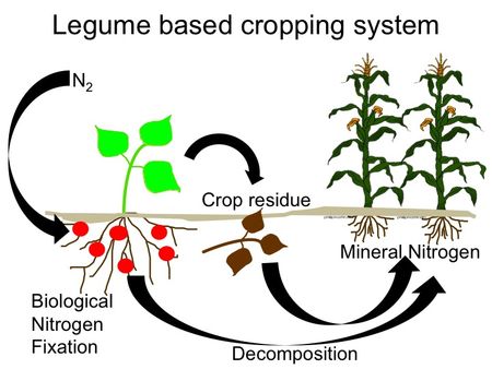 atmospheric nitrogen fixation