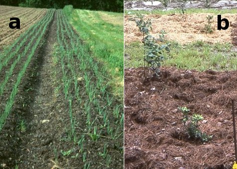 mulched onions and blueberries