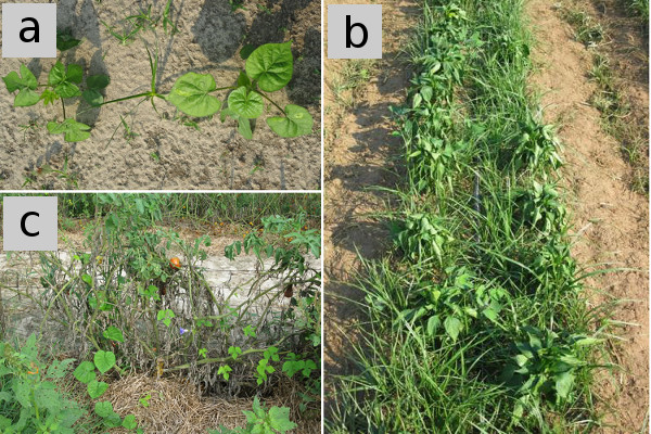 Troublesome weeds for solanaceous crops
