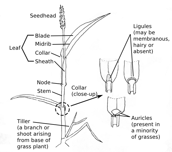 Where are some basics of flowering plant identification?