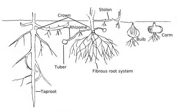 tree roots underground. Roots and other underground