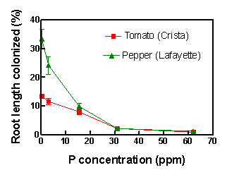 Graph - AM fungal colonization of tomato and pepper roots