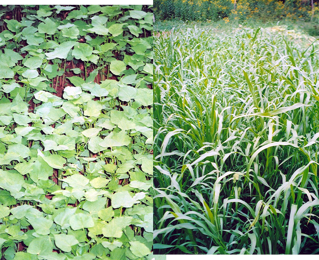 oklahoma weeds