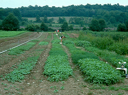 Narrow-row salad greens