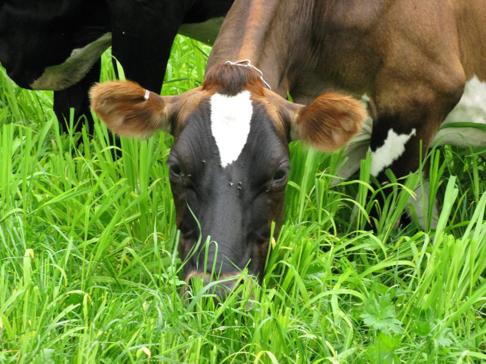 Pasture Management on Organic Dairy Farms Managing for Pasture Plant