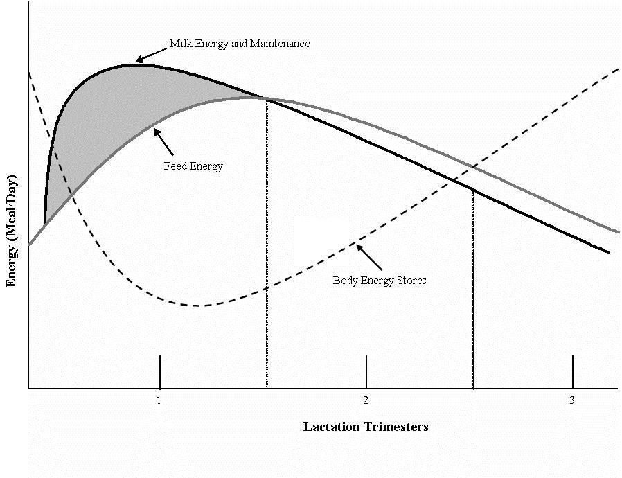 Managing Dairy Nutrition for the Organic Herd Nutritional Requirements