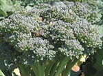 broccoli crown