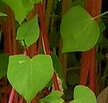 Buckwheat cover crop