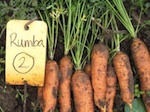 carrots on the ground