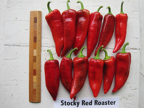 red sweet peppers with a ruler