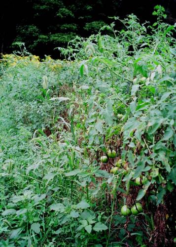 Late-season weeds in tomatoes