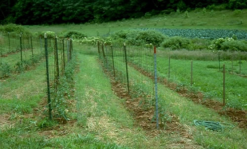 Strip-tilled rye before transplanting tomatoes