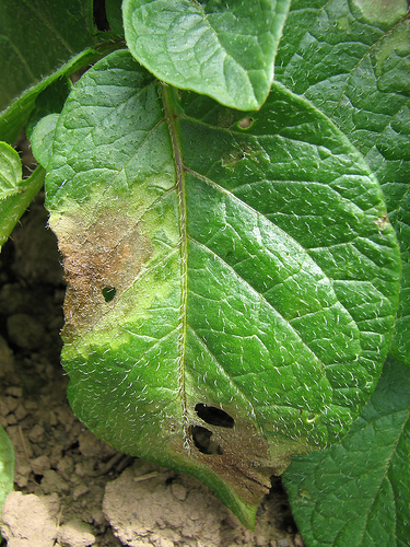 Blight In Potatoes