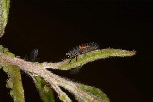 Larva of Multicolored Asian Lady Beetle, Harmonia axyridis Steven Jacobs