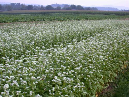 Teaching Organic Farming Gardening