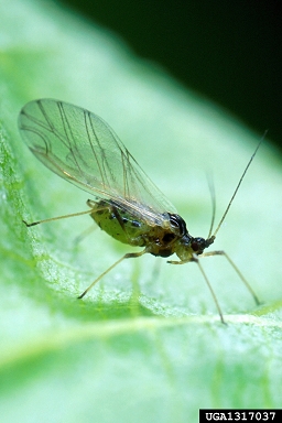 Controlling Aphids On Bean Plants