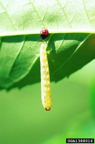 and syrphid fly larvae.