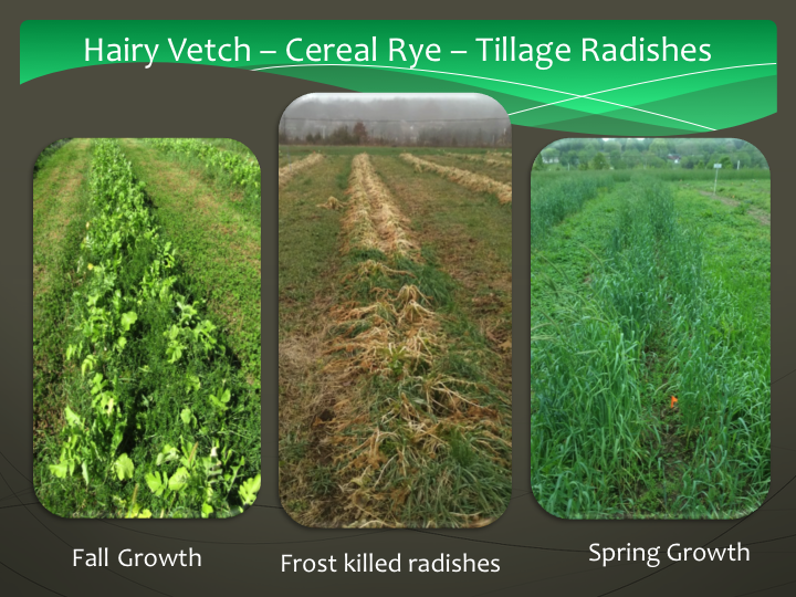 Hairy Vetch-Cereal Rye-Tillage Radish