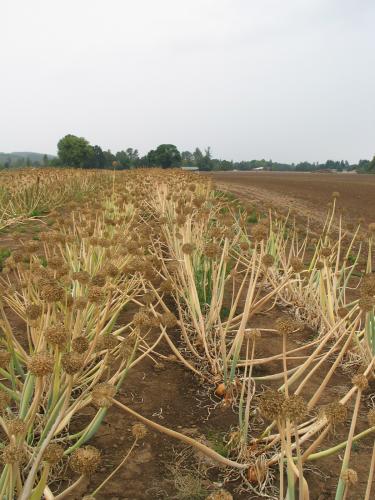 Onion seed field