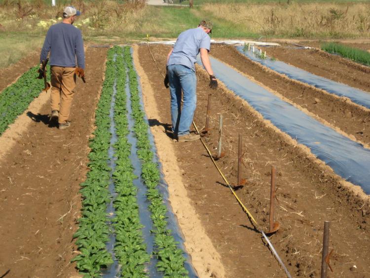 Low Cost High Tunnel Construction