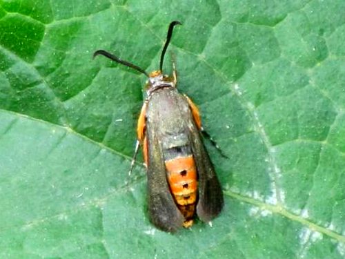 Biology And Management Of Squash Vine Borer In Organic Farming Systems   Fig 5300 01 Squash Vine Borer Adult 