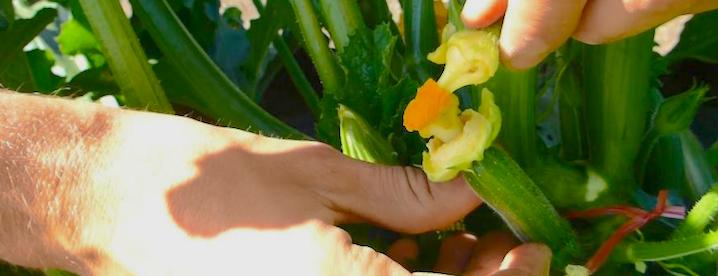 male and female flowers of the squash