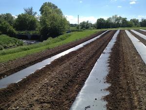 Open field with black plastic mulch