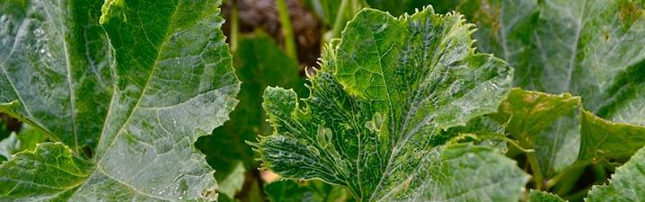 leaf infected with a virus