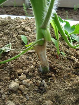 Tomato white mold