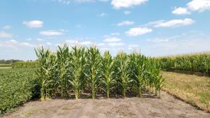 Organic corn trial