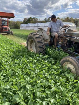 flail mowing mustard, Georgia biofumigation trial