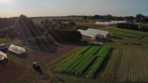 Aerial view, biofumigation trial, University of Georgia