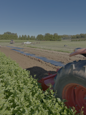 soil after tilling, biofumigation trial, University of Georgia