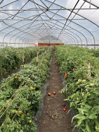 Greenhouse
