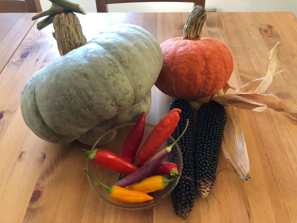 Squash, Dakota Black popcorn, Aji peppers