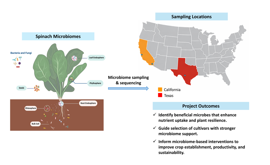 Spinach microbiome sampling