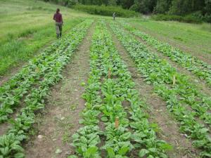 spinach trial field