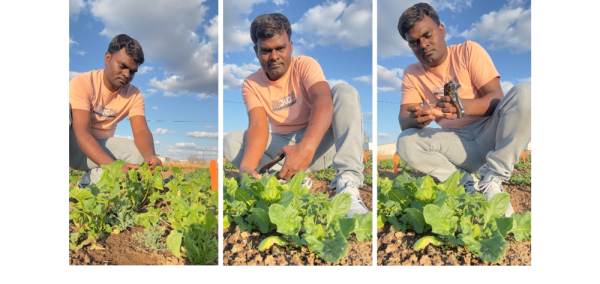 Collection of leaf disk for photosynthesis analysis