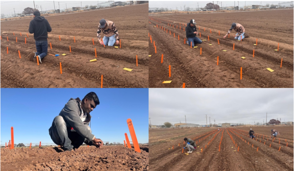 Off-season spinach planting trial