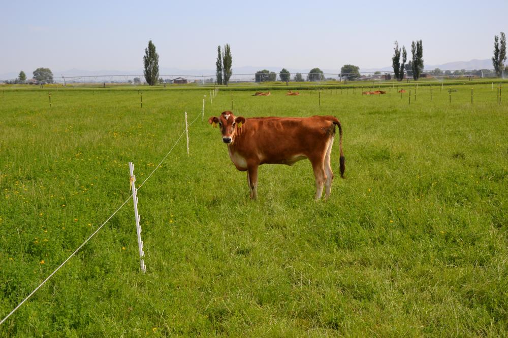 Heifer waiting to graze on orchardgrass-birdsfoot trefoil paddock