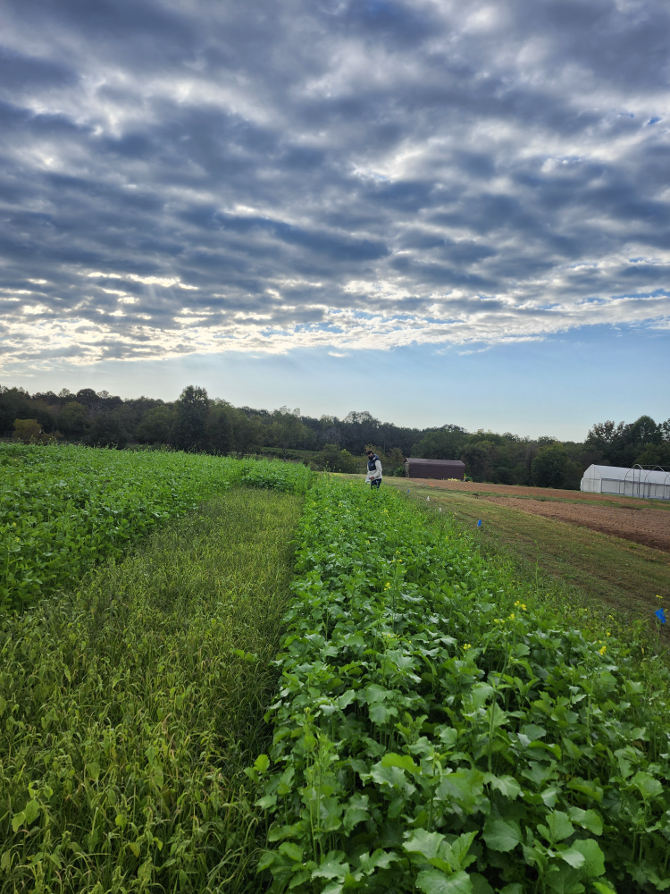 biofumigation trial, Athens, GA