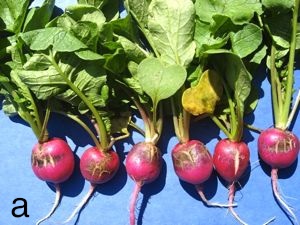 Radish rhizoctonia