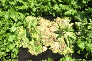 Lettuce drop (Sclerotinia minor)