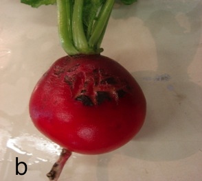 Radish rhizoctonia